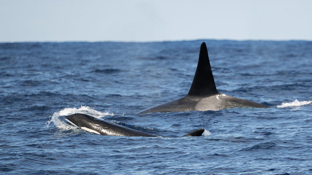 Naturalist charters bremer bay killer whale expeditions credit jayne jenkins orcas