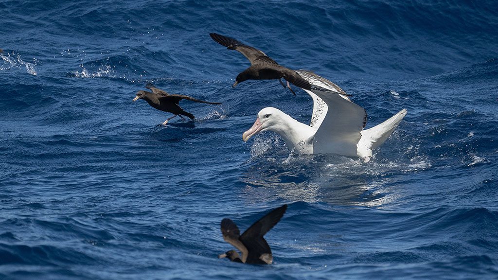 Naturalist charters bremer bay killer whale expeditions credit jayne jenkins petrel on water