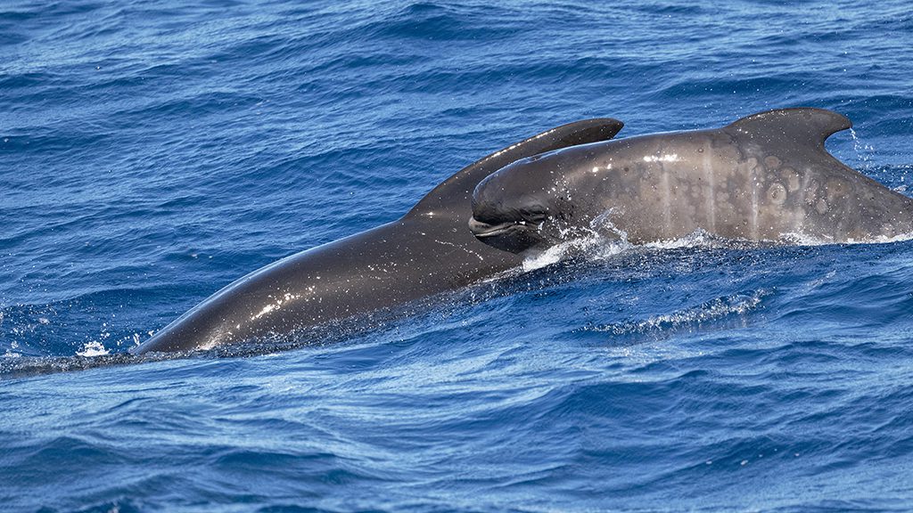 Naturalist charters bremer bay killer whale expeditions credit jayne jenkins pilot whale and baby