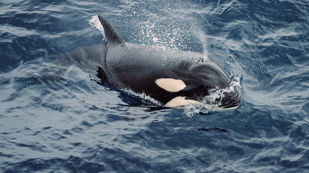 Naturaliste charters bremer bay killer whale expeditions 1046554 134
