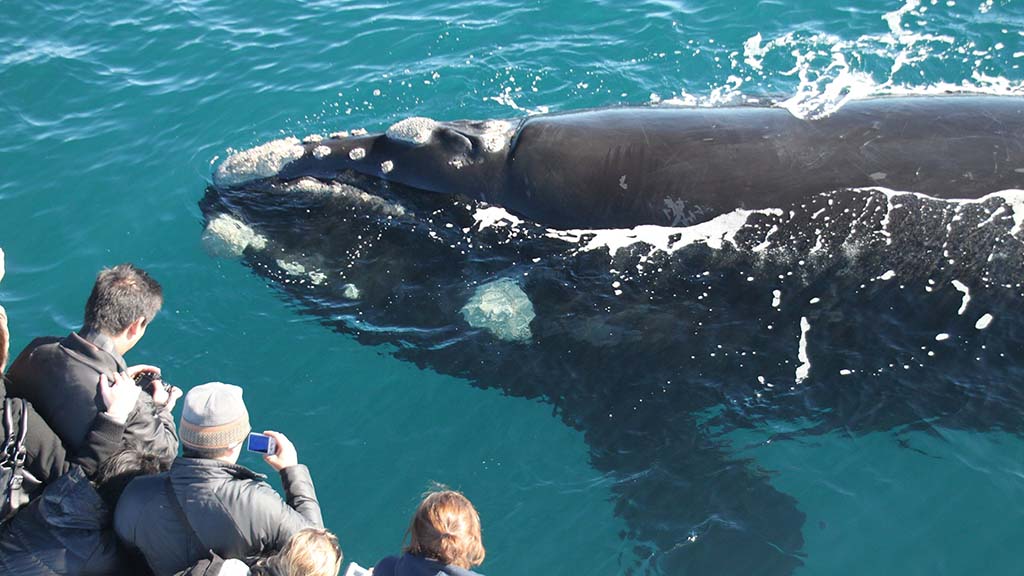 Naturaliste charters humpback 1020536 133