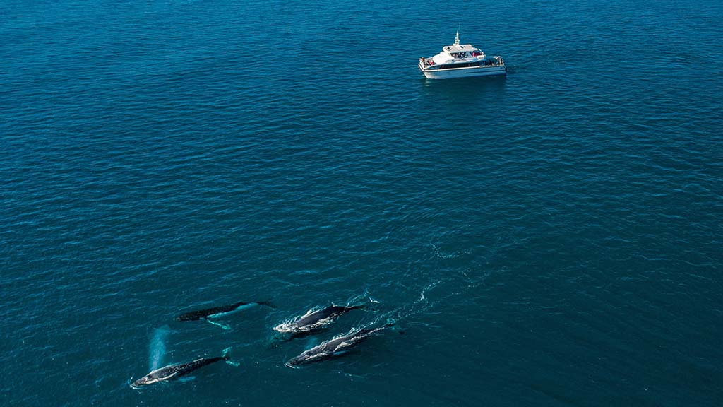 Naturaliste charters humpback watching 1015248 133
