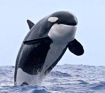 Naturaliste charters orca tours 1020517 133 feature