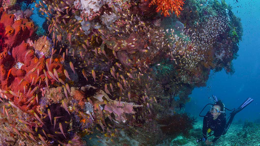 24 kusu island resort halmera indonesia soft coral and glass fish