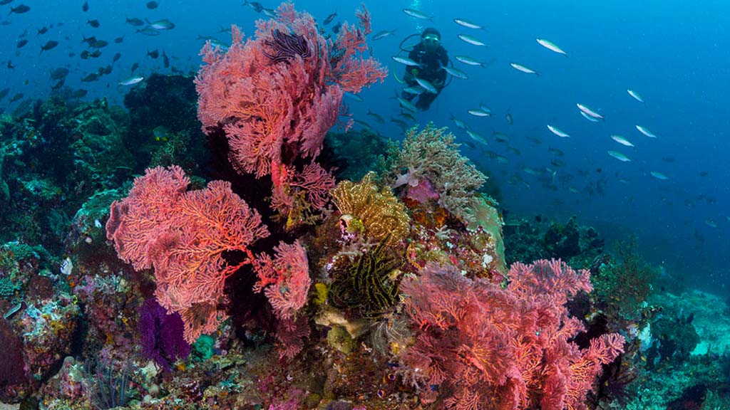 25 kusu island resort halmera indonesia pink soft coral