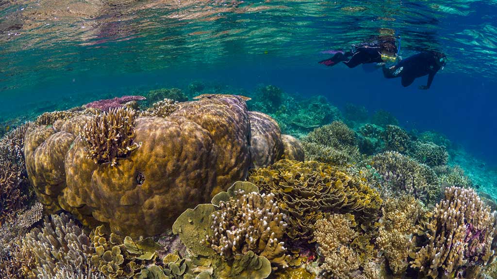 26 kusu island resort halmera indonesia snorkeling activity