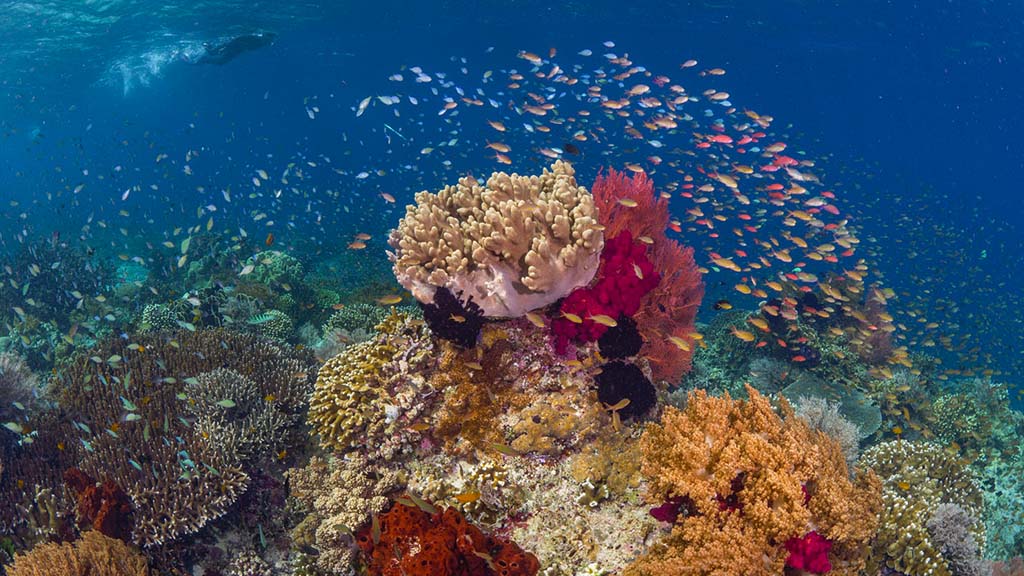 27 kusu island resort halmera indonesia snorkeling activity among the corals