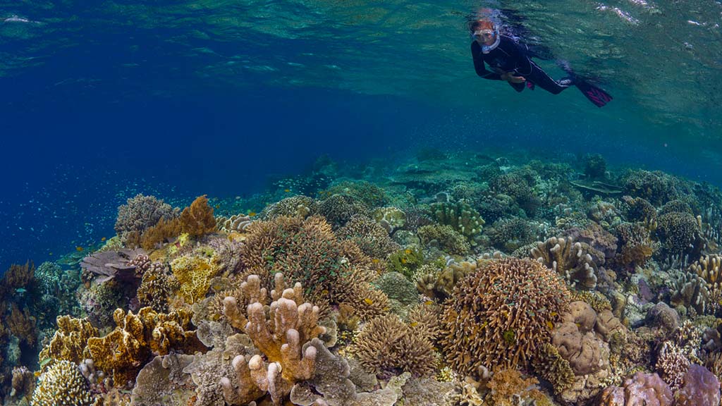 28 kusu island resort halmera indonesia snorkeling activity among the corals 2