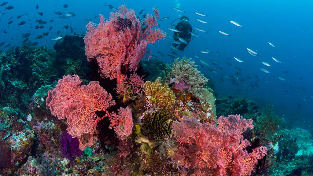 29 kusu island resort halmera indonesia divers and corals