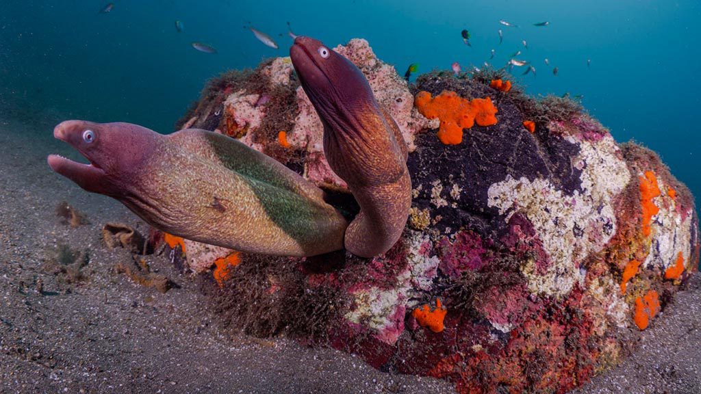 30 kusu island resort halmera indonesia moray eel popping out of a coral