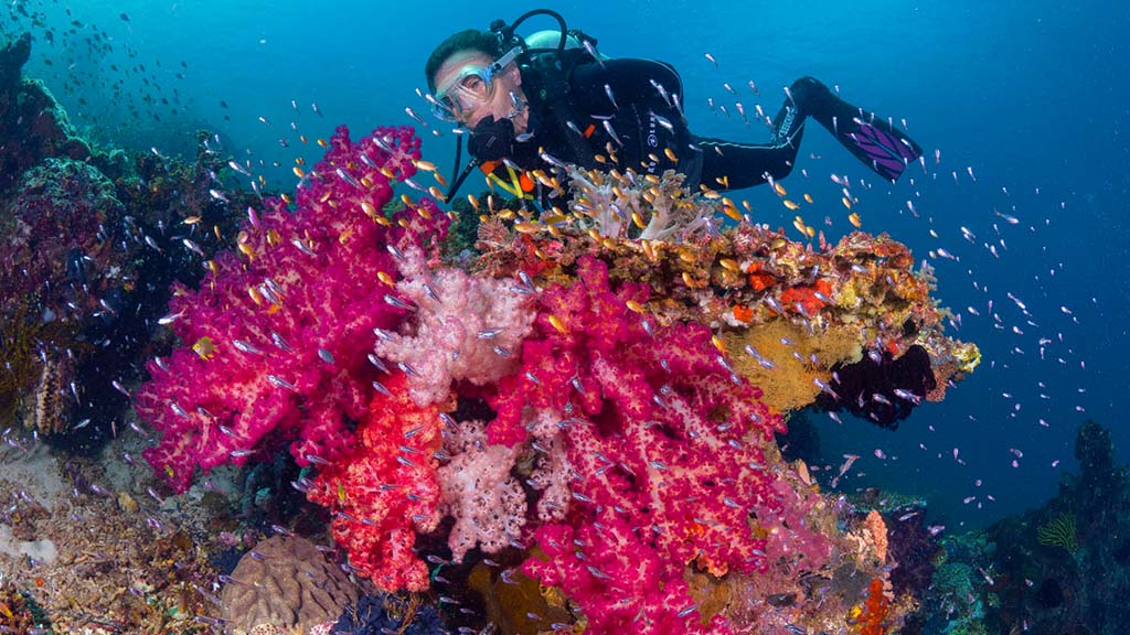 31 kusu island resort halmera indonesia diver among the corals