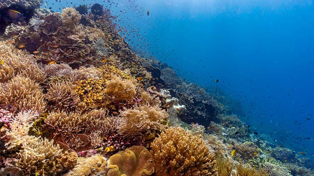 32 kusu island resort halmera indonesia coral seascape
