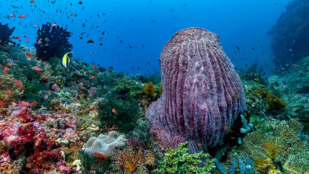 33 kusu island resort halmera indonesia coral seascape 2