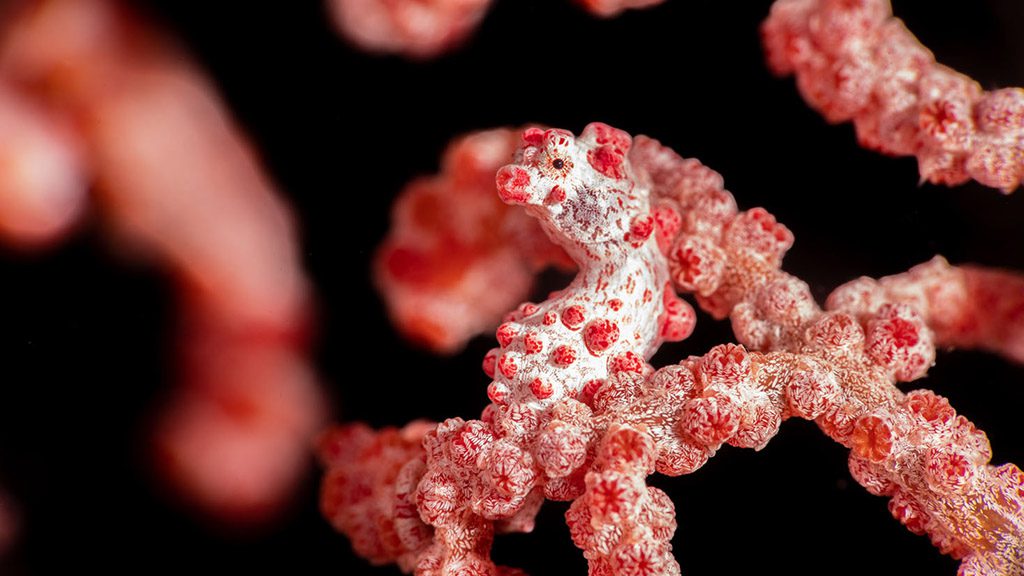 34 kusu island resort halmera indonesia pygmy seahorse