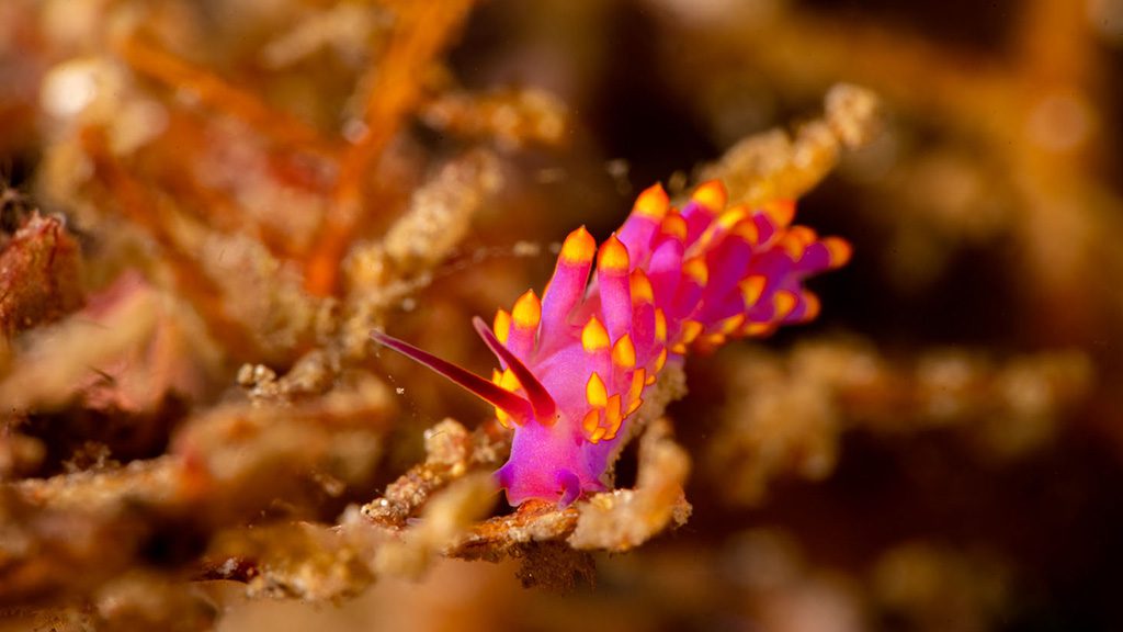 36 kusu island resort halmera indonesia nudibranch