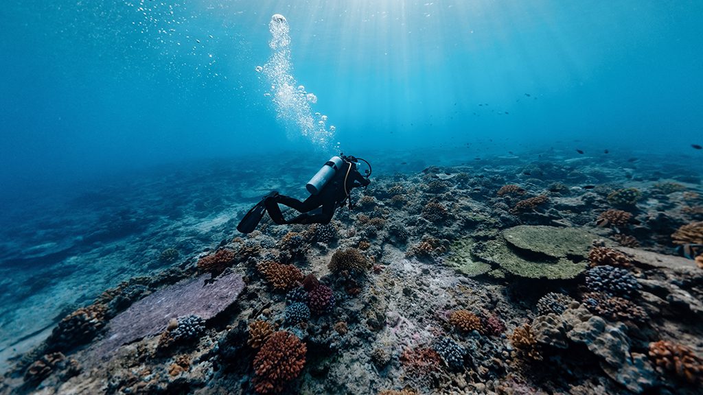 Awara resort mentawis diver on reef 1024 Awara resort mentawis diver on reef 1024